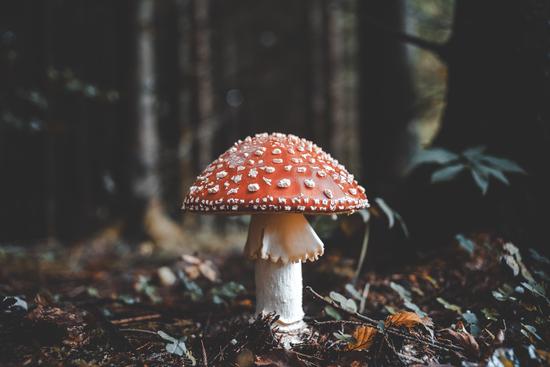 Poisonous Mushroom Classification